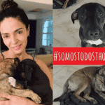 Imagem do post Polêmica: ONG expõe áudios de Claudia Ohana dizendo porque devolveu os cães que adotou: “estão destruindo a minha casa inteira”